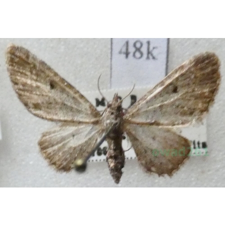 Eupithecia innotata (Hufnagel, 1767) Grotnik nierysek Czech48k